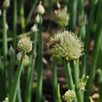 Semeno Cibule sečka Welsh - Allium fistulosum L. - osivo cibule - 400 ks