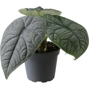 Gardners Alocasia Melo, průměr 6 cm Alokásie, Alokázie