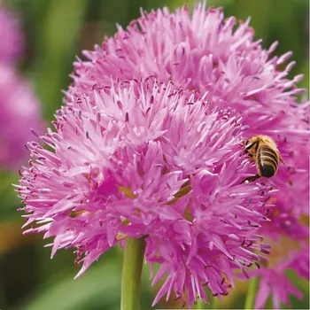 Sazenice Česnek Carolinianum - Allium - cibule česneků - 3 ks