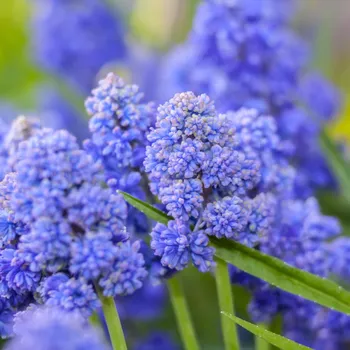 Sazenice Modřenec Blue Spike - Muscari aucheri - cibule modřenců - 5 ks