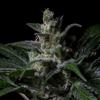 Semeno R-Kiem Seeds - Muse 1 ks