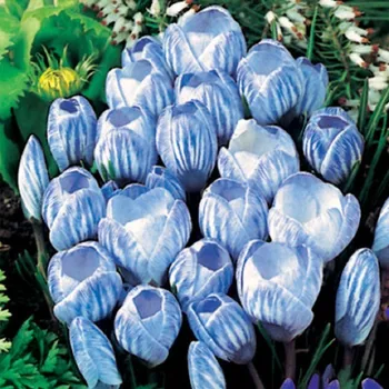 Semeno Krokus Sky Blue - Crocus vernus - hlízy krokusů - 3 ks