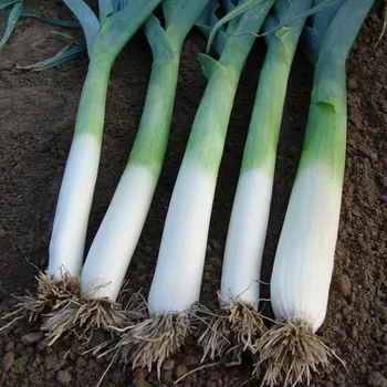 Semeno Pór pravý Golem - Allium porrum - osivo póru - 200 ks