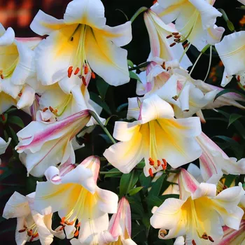 Cibulovina Lilie královská - Lilium regale - cibule lilií - 1 ks