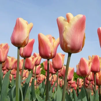 Sazenice Tulipán Apricot Beauty - Tulipa - cibule tulipánů - 3 ks