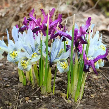Sazenice Nízké kosatce směs - Iris reticulata - cibulky kosatců - 5&nbsp;ks