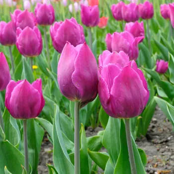 Sazenice Tulipán Purple Flag - Tulipa - cibule tulipánů - 3 ks
