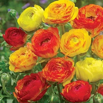 Cibulovina Pryskyřník plnokvětý Picotee oranžový - Ranunculus asiaticus - hlízy pryskyřníků - 3 ks