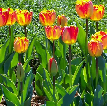Sazenice Tulipán Banja Luka - Tulipa - cibule tulipánů - 3 ks