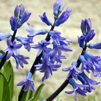 Cibulovina Hyacint mnohokvětý modrý - Hyacinthus - cibule hyacintů - 1 ks