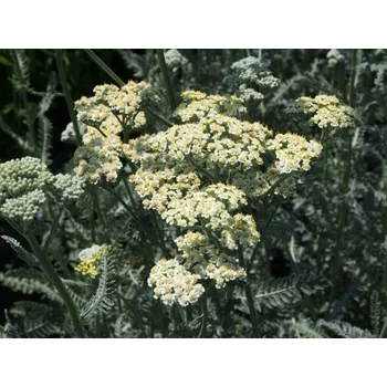 Sazenice Řebříček obecný 'Alabaster' - Achillea millefolium 'Alabaster' Balení: kontejner p11