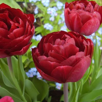 Sazenice Tulipán Uncle Tom - Tulipa - cibule tulipánů - 3 ks