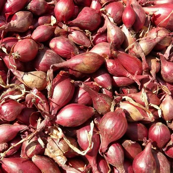 Semeno BIO Cibule Rossa di Firenze - Allium cepa - bio osivo cibule - 100 ks