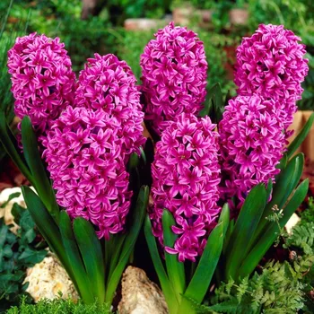 Sazenice Hyacint Miss Saigon - Hyacinthus - cibule hyacintů - 1&nbsp;ks