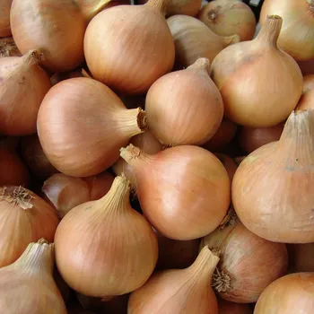 Semeno Cibule jarní kuchyňská Všetana - Allium cepa - osivo cibule - 200 ks