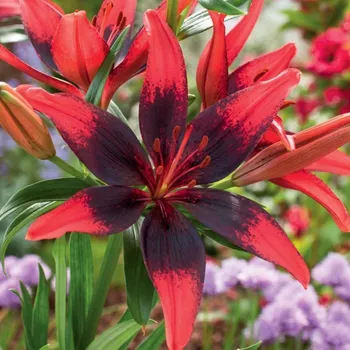 Semeno Lilie Strawberry Event - Lilium - cibule lilií - 1&nbsp;ks