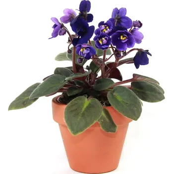 Gardners Saintpaulia mix, průměr 12 cm Africká fialka