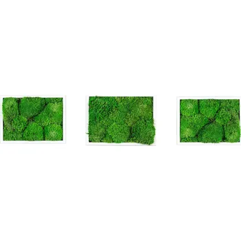 Bytová dekorace Gardners Set 3 mechových obrazů 13x18 z kopečkového mechu, bílá