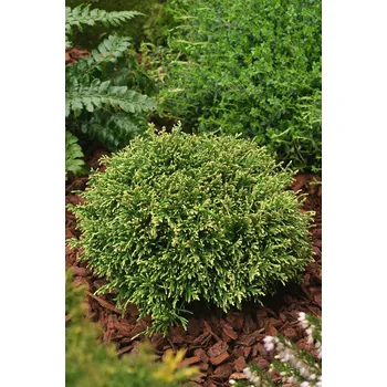 Sazenice Cypřišek hrachonosný 'White pygmy'