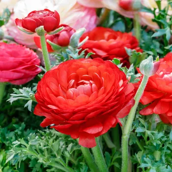 Sazenice Pryskyřník červený plnokvětý - Ranunculus asiaticus - hlízy pryskyřníků - 3 ks