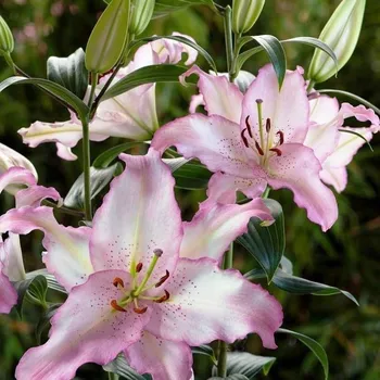 Cibulovina Lilie Brasilia - Lilium - cibule lilií - 1&nbsp;ks