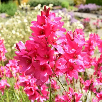 Cibulovina Duhovice Venus - Ixias - hlízy duhovic - 3 ks