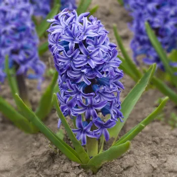 Sazenice Hyacint Delft Blue - Hyacinthus - cibule hyacintů - 1 ks