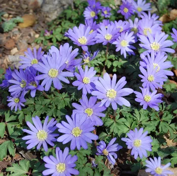 Sazenice Sasanka Blue Shades - Anemone blanda - hlízy sasanek - 3 ks
