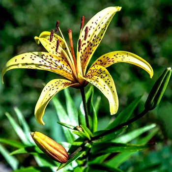 Semeno Lilie Yellow Tiger - Lilium lancifolium - cibule lilií - 1 ks