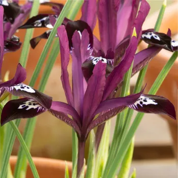 Sazenice Kosatec síťkovaný Pauline - Iris reticulata - cibulky kosatců - 3 ks