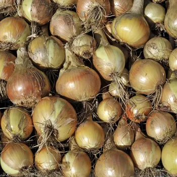 Semeno BIO Cibule jarní žlutá Sturon - Allium cepa - bio osivo cibule - 500 ks