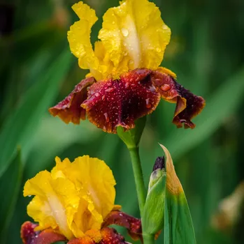 Sazenice Kosatec německý Accent - Iris germanica - hlízy kosatců - 1 ks