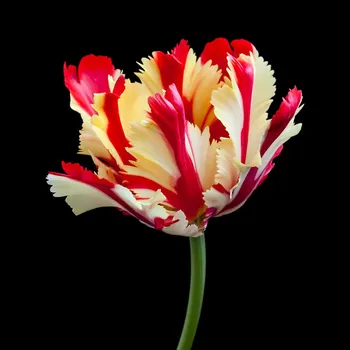 Sazenice Tulipán Flamming Parrot - Tulipa - cibule tulipánů - 3 ks