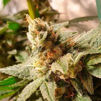 Semeno R-Kiem Seeds - Gala CBD 3 ks