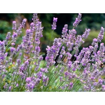 Sazenice Levandule prostřední 'Grappenhall' - Lavandula intermedia 'Grappenhall' Balení: kontejner p11