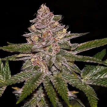 Semeno Ripper Seeds - Radical Juice 3 ks