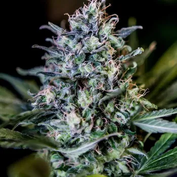 Semeno Positronics - CBD+ 1:20 5 ks