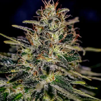 Semeno Positronics - Lemon Trip 3 ks