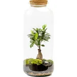 Gardners Skleněná dóza Lonicera s korkovým špuntem, 51x23 cm - osázené Ficus Microcarpa Ginseng