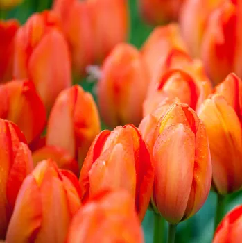 Sazenice Tulipán Orange Brilliant - Tulipa - cibule tulipánů - 3 ks