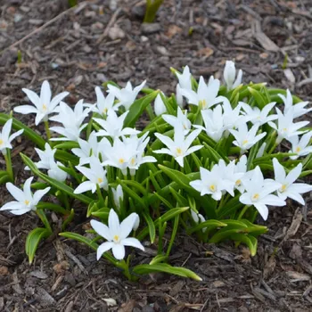 Cibulovina Ladonička zářící bílá - Chionodoxa luciliae alba - cibule ladoniček - 5 ks