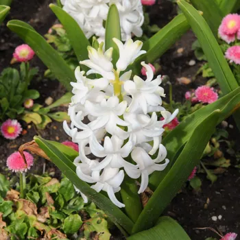 Sazenice Hyacint Carnegie - Hyacinthus - cibule hyacintů - 1 ks