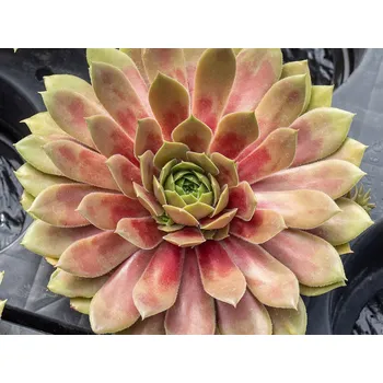 Sazenice Netřesk BIG SAM® 'Red Mellow'- Sempervivum BIG SAM® 'Red Mellow' Balení: kontejner p11