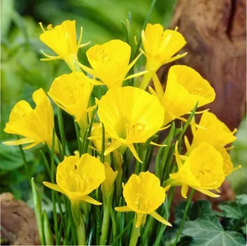 Sazenice Narcis Golden bells - Narcissus bulbocodium - cibule narcisů - 3 ks