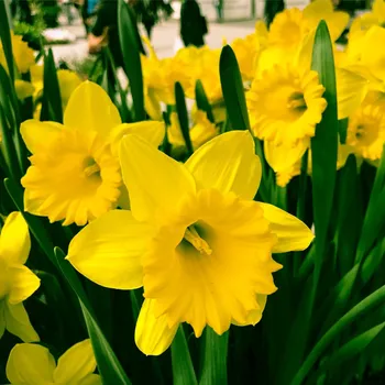 Sazenice Narcis Dutch Master - Narcissus - cibule narcisů - 3 ks