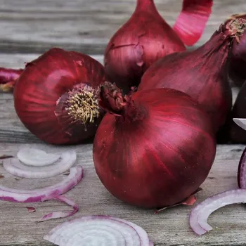 Semeno Cibule Magnate F1 - Allium cepa - osivo cibule - 150 ks