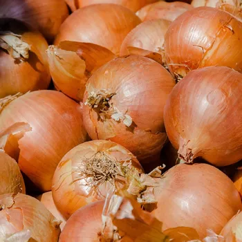 Semeno Cibule ozimá Hiberna - Allium cepa - osivo cibule - 250 ks