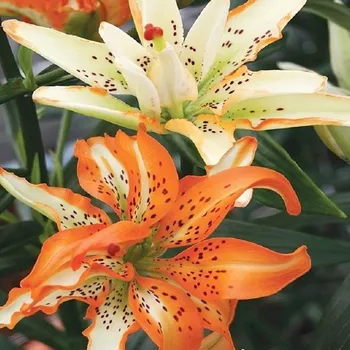 Sazenice Lilie Must See - Lilium - cibule lilií - 1 ks