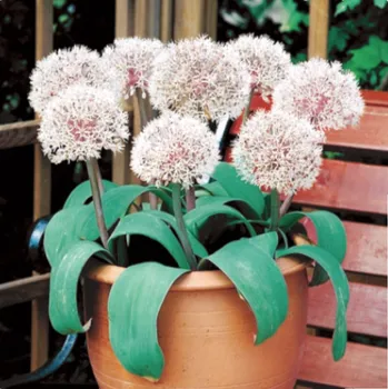 Sazenice Česnek Ivory Queen - Allium roseum - cibule česneků - 3 ks