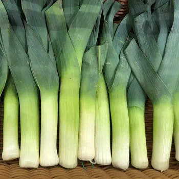 Semeno Pór Herbstriesen 2 - Allium porrum - osivo póru - 200 ks